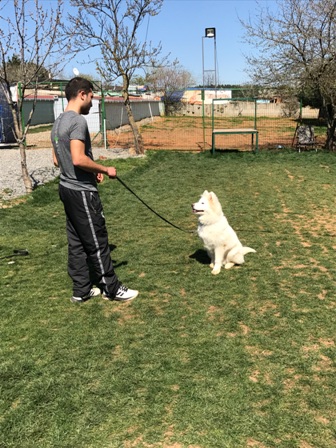 Köpek Eğitim Uzmani Murat Koçoğlu