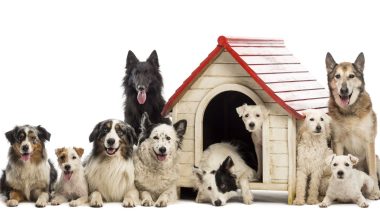 Köpek Pansiyonları Adresi ve İletişim