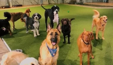 En İyi Köpek Pansiyonu: Uzman Ekip ve Kaliteli Hizmet