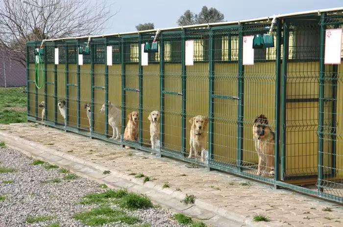 İstanbul Köpek Eğitim Merkezleri Adresleri