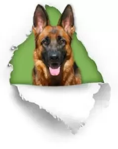 german_shepherd_dog_training_tips