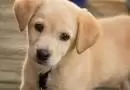 Köpek eğitimi arnavutköy