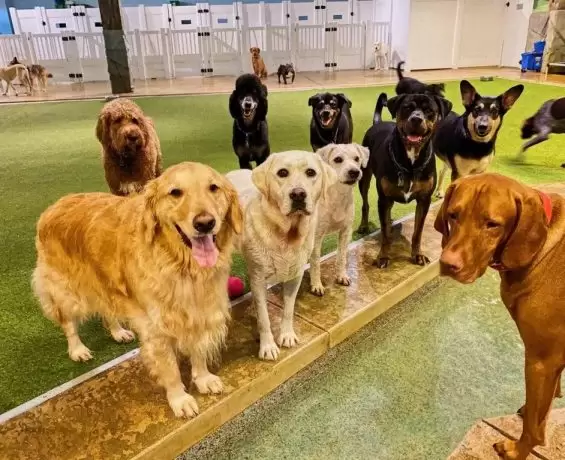 Sarıyer Köpek Pansiyonu Sadece Köpeklere Hizmet Veriyor