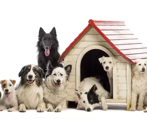 Köpek Pansiyonları Adresi ve İletişim