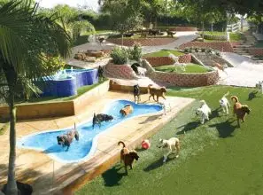 İstanbul Köpek Pansiyonu, Dostlarınız İçin Güvenli Alan