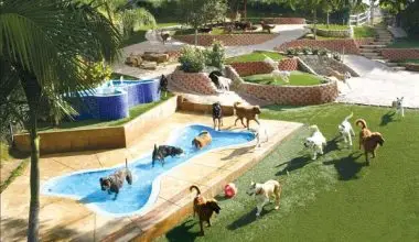 İstanbul Köpek Pansiyonu, Dostlarınız İçin Güvenli Alan İstanbul Köpek Pansiyonu, Dostlarınız İçin Güvenli Alan