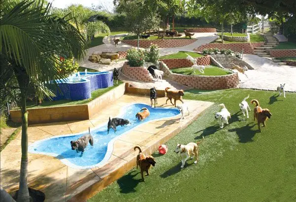 İstanbul Köpek Pansiyonu, Dostlarınız İçin Güvenli Alan